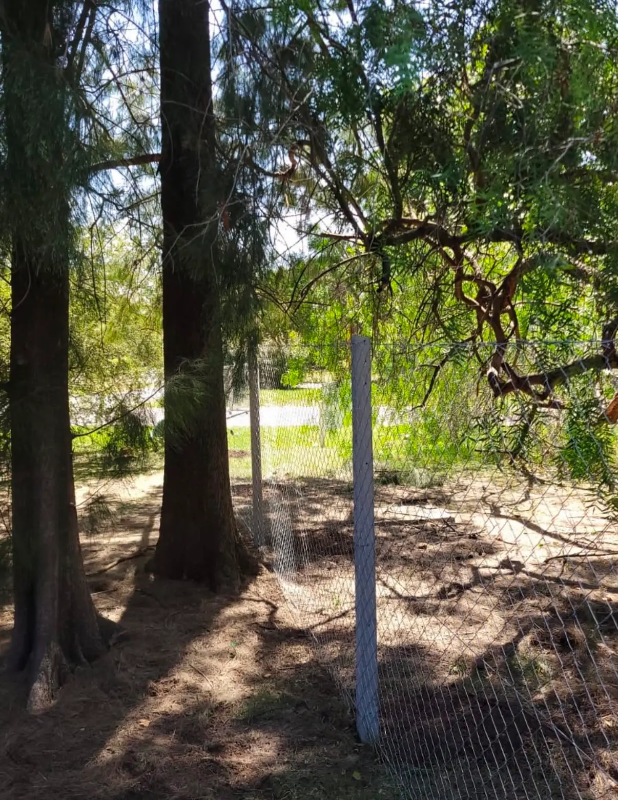 El alambrado pasando entre los troncos de los pinos del parque, con los postes plantados esquivando los árboles